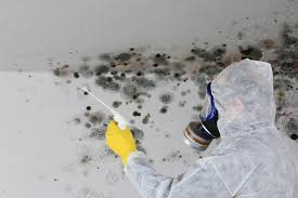 Best Commercial Mold Inspection  in El Macero, CA